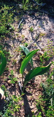 Eriospermum lanceifolium