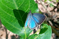 Ostrinotes sophocles
