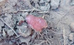 Eriospermum lanceifolium