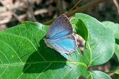 Ostrinotes sophocles