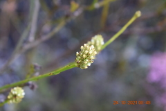 Thesium spicatum
