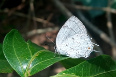 Ostrinotes sophocles