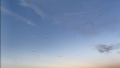 Anser brachyrhynchus