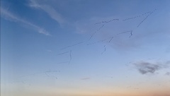 Anser brachyrhynchus