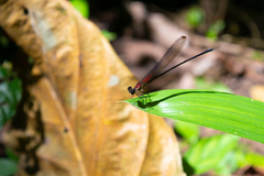 Hetaerina fuscoguttata