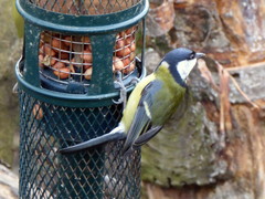 Parus major
