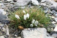 Oxytropis squammulosa