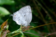 Ostrinotes sophocles