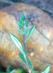 Gorteria piloselloides