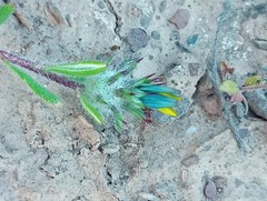 Gorteria piloselloides