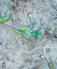 Gorteria piloselloides