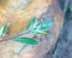 Gorteria piloselloides