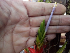 Tillandsia calothyrsus