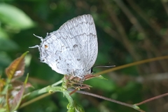 Ostrinotes sophocles