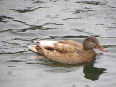 Anas platyrhynchos domesticus