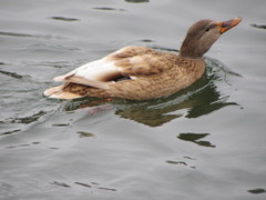 Anas platyrhynchos domesticus