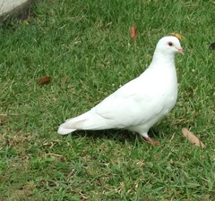 Columba livia domestica