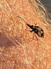 Pseudopamera