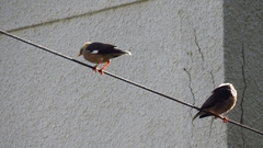 Acridotheres leucocephalus