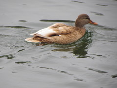 Anas platyrhynchos domesticus