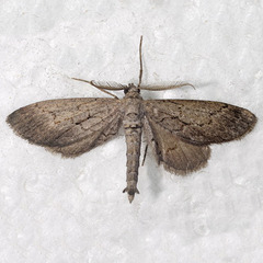 Glaucina imperdata