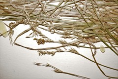 Carex bromoides bromoides