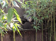 Didelphis virginiana