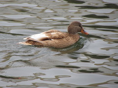 Anas platyrhynchos domesticus