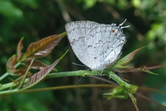 Ostrinotes sophocles