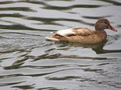 Anas platyrhynchos domesticus