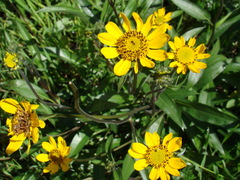 Wyethia angustifolia