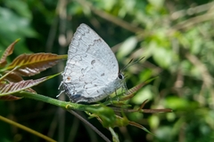 Ostrinotes sophocles