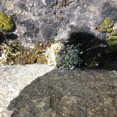 Cladonia pseudalcicornis