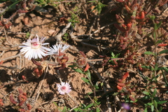 Drosanthemum striatum