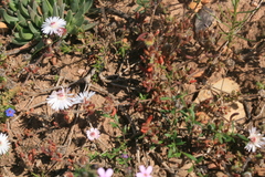 Drosanthemum striatum