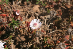Drosanthemum striatum