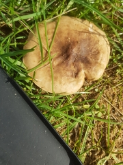 Melanoleuca grammopodia