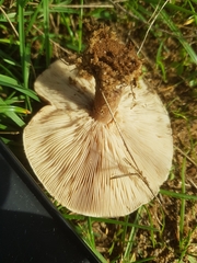 Melanoleuca grammopodia