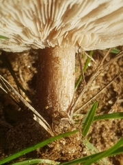 Melanoleuca grammopodia