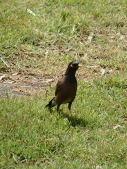 Acridotheres tristis