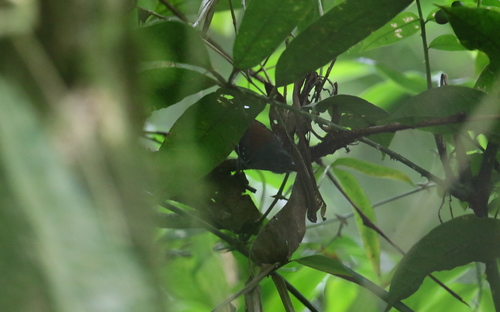 Ornate Stipplethroat (Epinecrophylla ornata), photo 10