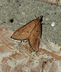 Oenobotys texanalis