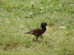 Acridotheres tristis