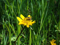 Wyethia angustifolia