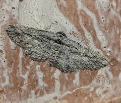 Iridopsis obliquaria