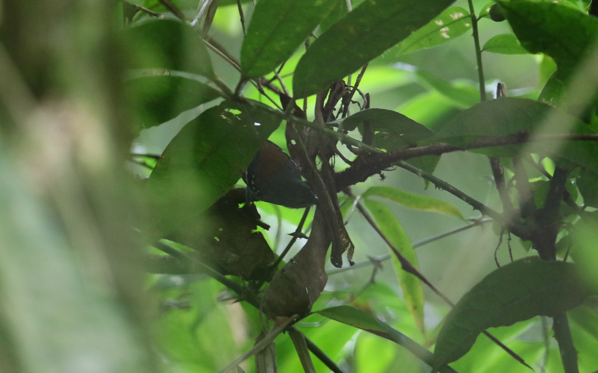 Ornate Stipplethroat (Epinecrophylla ornata), photo 4