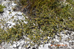 Aspalathus juniperina