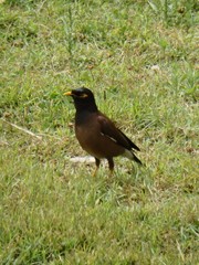 Acridotheres tristis