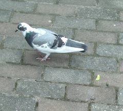 Columba livia domestica