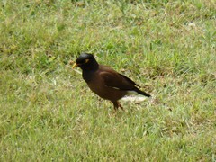 Acridotheres tristis